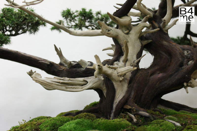 Needle Juniper bonsai